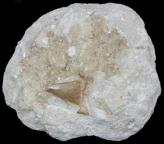 Otodus Shark Tooth Fossil In Rock - Eocene #56438